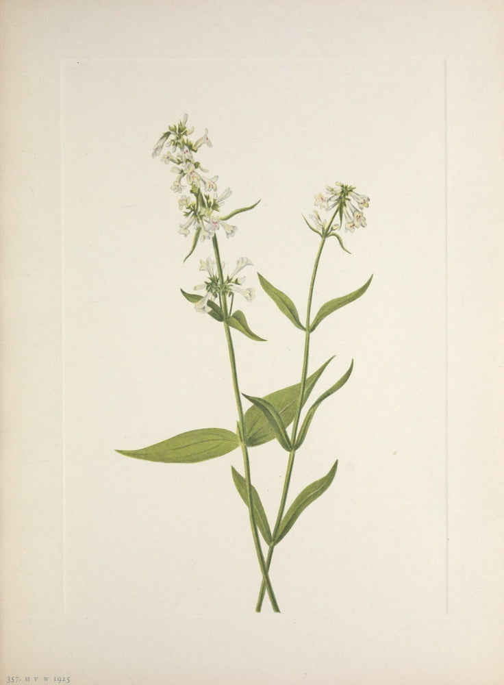N American Wild Flowers 1925 Yellow Pentstemon Canvas Art - Mary V Walcott (24 x 36)