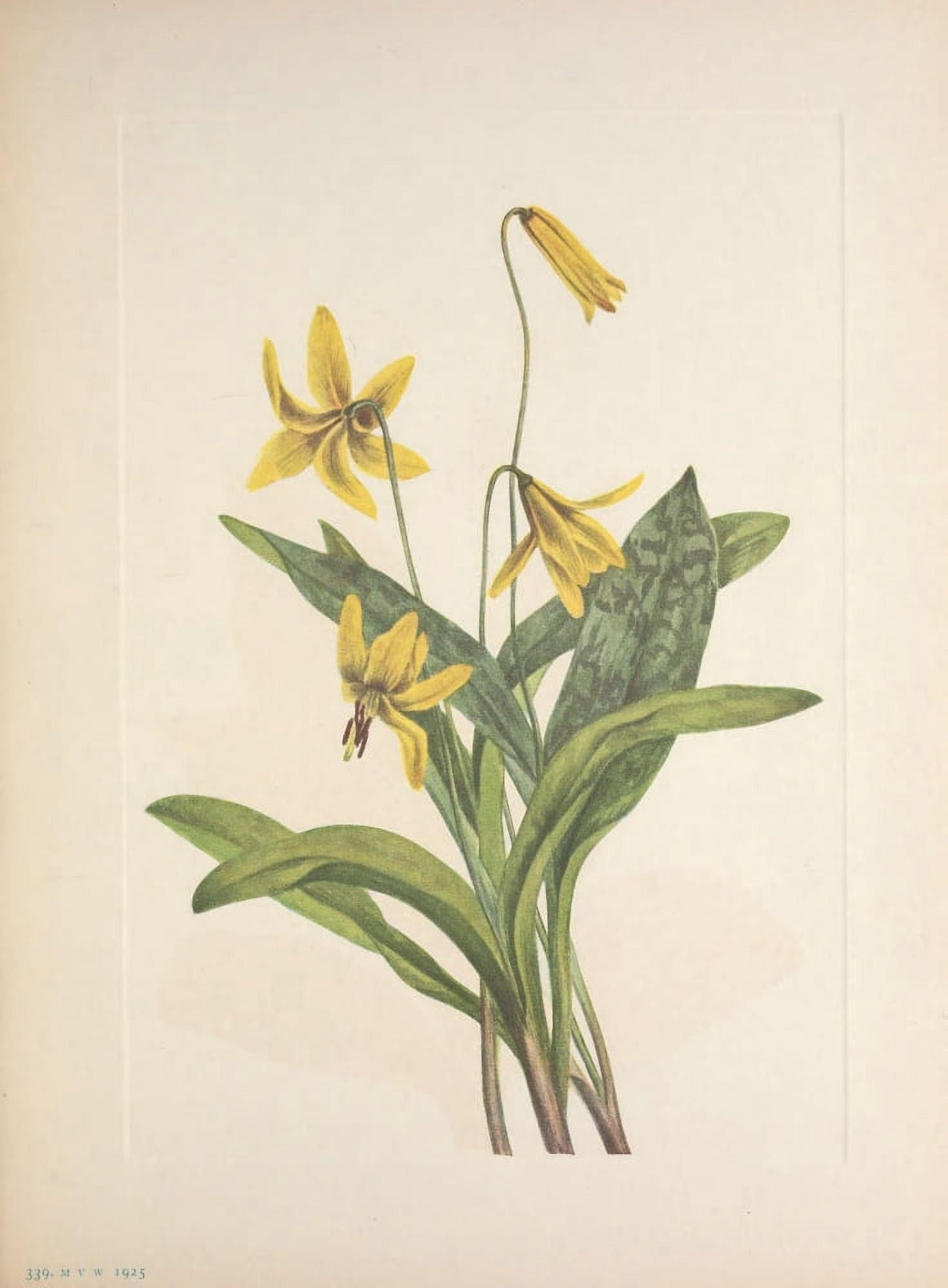 N American Wild Flowers 1925 Yellow Troutlily Canvas Art - Mary V Walcott (18 x 24)