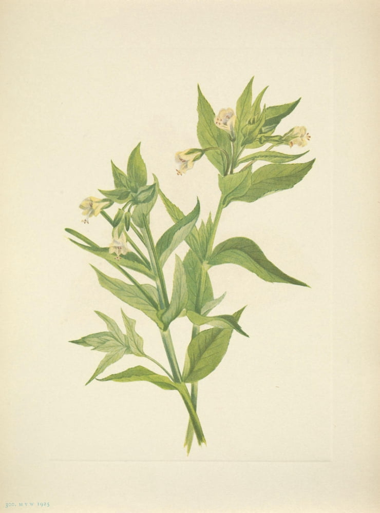 N American Wild Flowers 1925 Yellow Willow-weed Canvas Art - Mary V Walcott (24 x 36)
