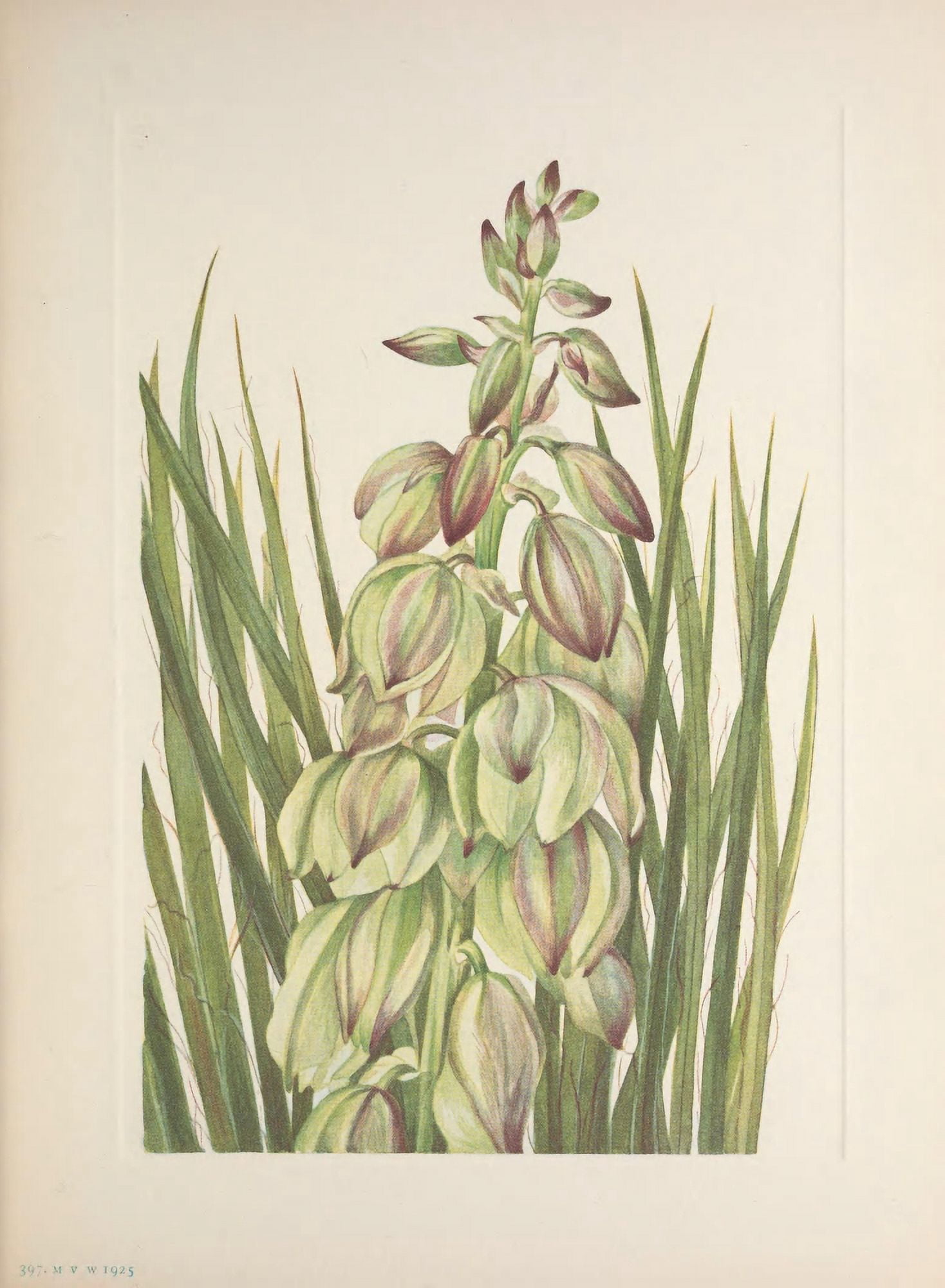 N American Wild Flowers 1925 Yucca Canvas Art - Mary V Walcott (18 x 24)