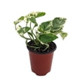 thumbnail image 1 of N Joy Pothos - Epipremnum aureum - 4" Pot - Good in Low Light, 1 of 1