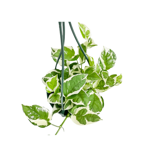 N'Joy Pothos Live Plant in Pot, Ornamental Plant for Growing, 3 to 5 Inch Height