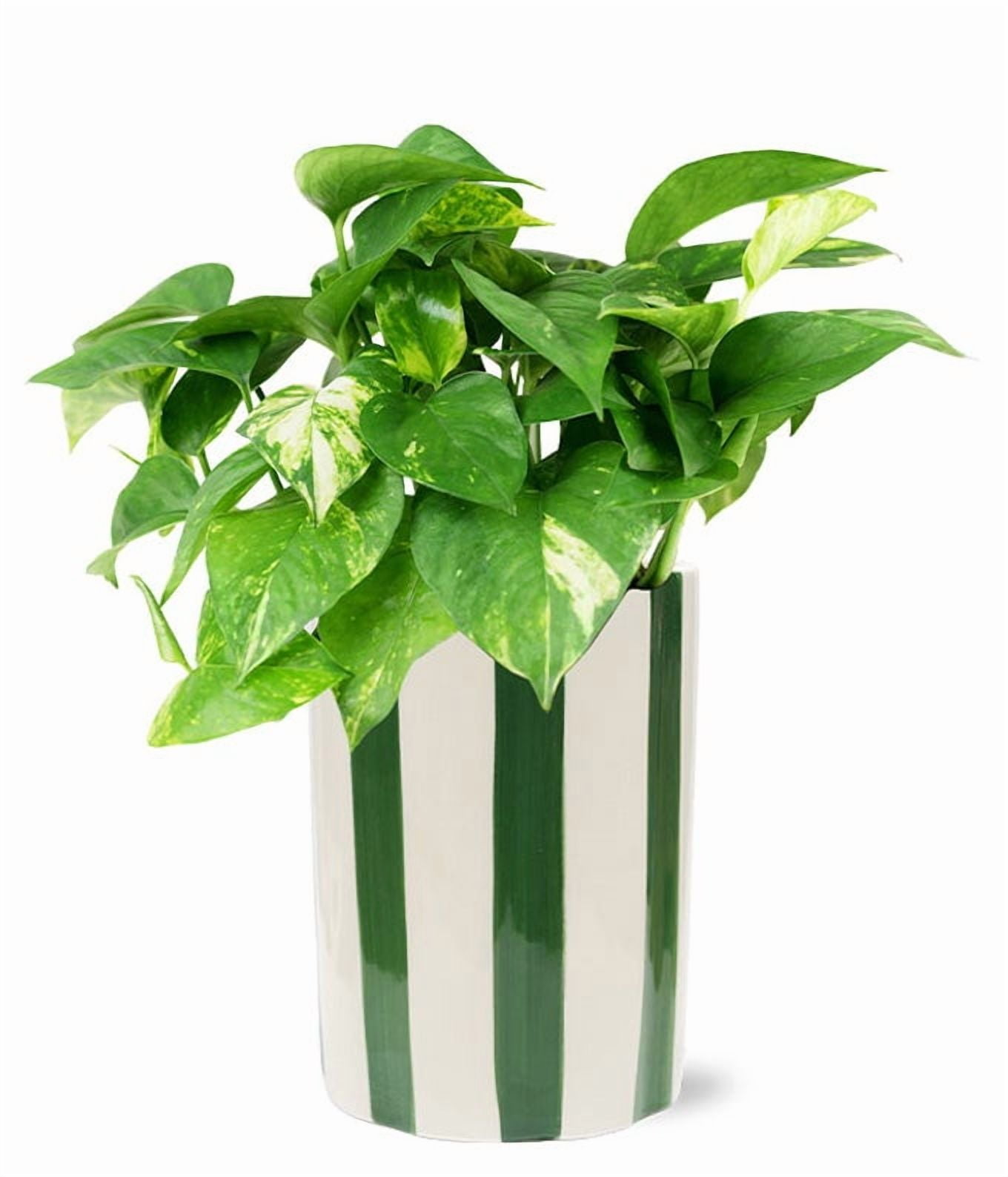 philodendron for sale Philodendron Moonlight (Regular)