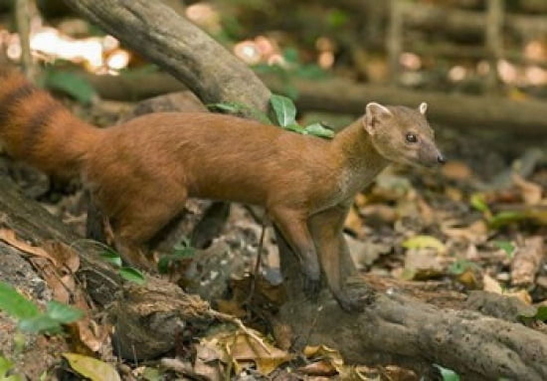 N Ringtail Mongoose wildlife Ankarana NP Madagascar Canvas Art - Kevin Schafer DanitaDelimont (33 x 23)