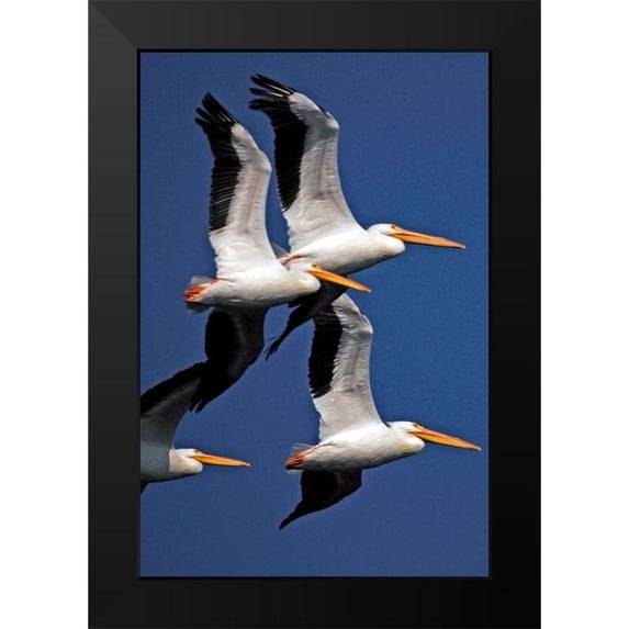 NASA 17x24 Black Modern Framed Museum Art Print Titled - Flock of White Pelicans