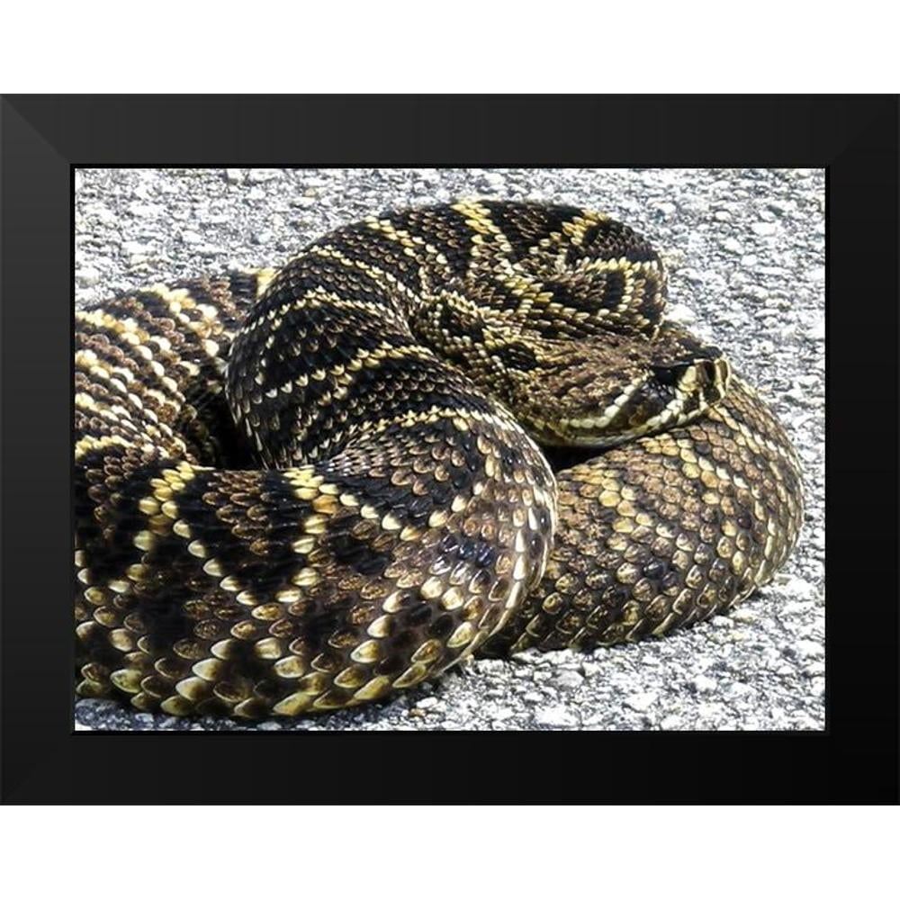 NASA 18x15 Black Modern Framed Museum Art Print Titled - Snake ...