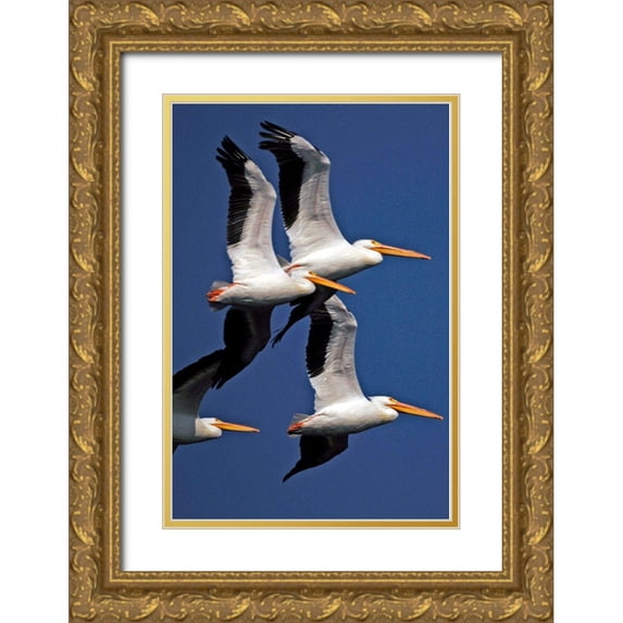 NASA 23x32 Gold Ornate Wood Framed with Double Matting Museum Art Print Titled - Flock of White Pelicans