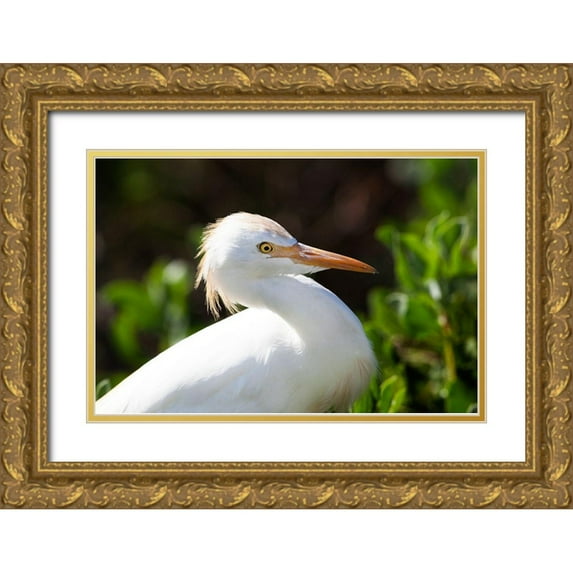 NASA 24x17 Gold Ornate Wood Framed with Double Matting Museum Art Print Titled - Snowy Egret