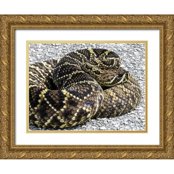 NASA 32x25 Gold Ornate Wood Framed with Double Matting Museum Art Print Titled - Snake