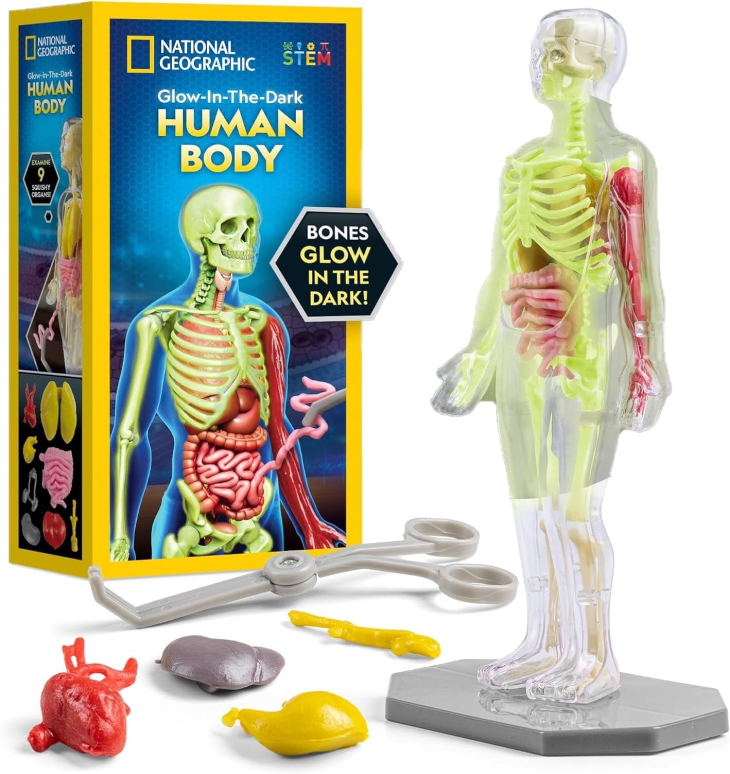 NATIONAL GEOGRAPHIC Glow in YPF5The Dark Human Body - Human Body Model for Kids with 28 Removable Bones & Organs, Educational Science Kit, Interactive Anatomy Toys for Boys & Girls