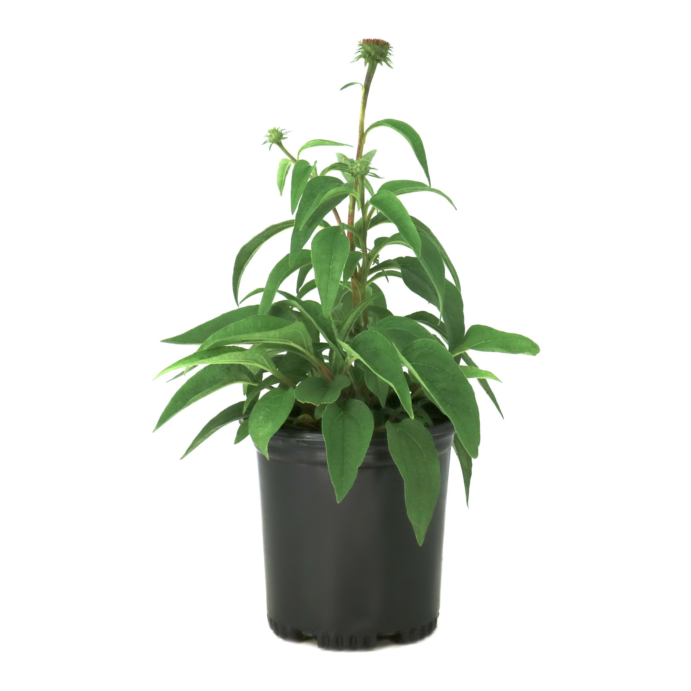 National Plant Network 1 gal. Coneflower Echinacea Purple Perennial Plant (8-Pack)
