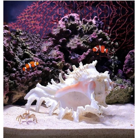 NCQ 5.5 to 6.3 Large Natural Conch Shell Fish Tank Hideout Fish Tank House Natural Conch sea Shells for Fish Tank,Air Plant,Home Decorations,DIY Crafts