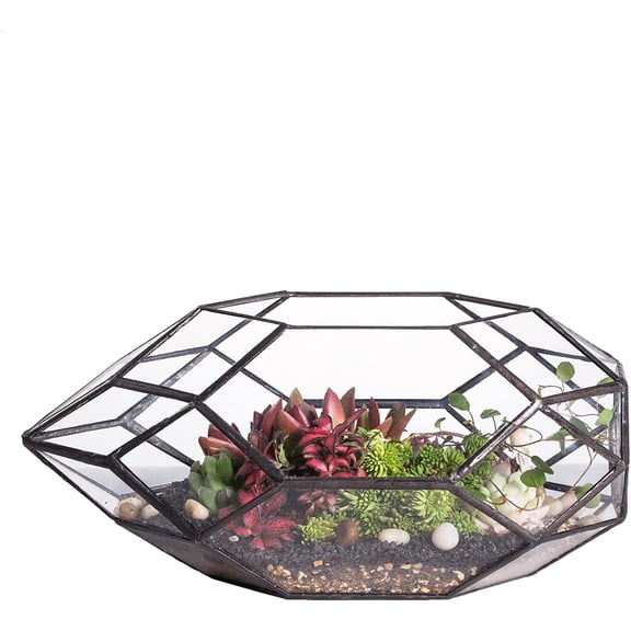 NCYP Irregular Geometric Open Glass Terrarium, 6.5" x 5.9" x 11" Clear Plant Display Box for Succulents, Air Plants, Cactus, Decorative Objects and Tabletop Decor (No Plants)