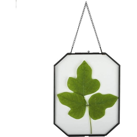 NCYP 8x10 inches Octagon Double Glass Floating Frame for Pressed Dried Flowers, Photo, Picture, Poster - Wall Hanging Herbarium, Home Decor, Black (Glass Frame Only)