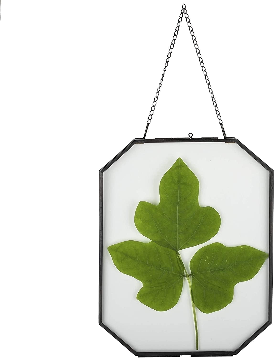 NCYP 8x10 inches Octagon Double Glass Floating Frame for Pressed Dried Flowers, Photo, Picture, Poster - Wall Hanging Herbarium, Home Decor, Black (Glass Frame Only)