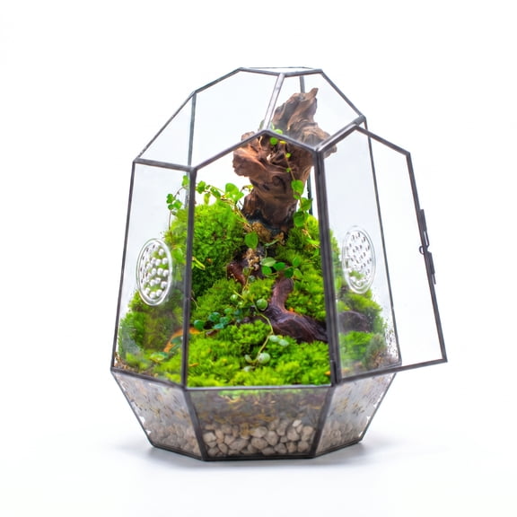 NCYP Close Geometric Glass Enclosure Terrarium with Vent Holes for Insects, Home Gardening