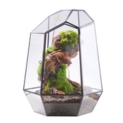 NCYP Closed Geometric Glass Terrarium with Front Door, 7.9 x 6.9 x 9.8 Irregular Glass Plant Terrarium for Moss, Ferns, Mini Orchids and Humidity-Loving Tropical Plants Terrarium Only