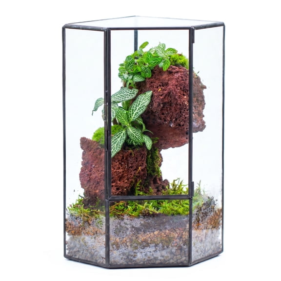 NCYP Front Opening Glass Terrarium with Door for Succulents, Small Plants - Closed Geometric Container Planter, Indoor Tabletop Wall Corner Landscape Decor, Black, 5" x 5" x 9.8" (Terrarium Only)