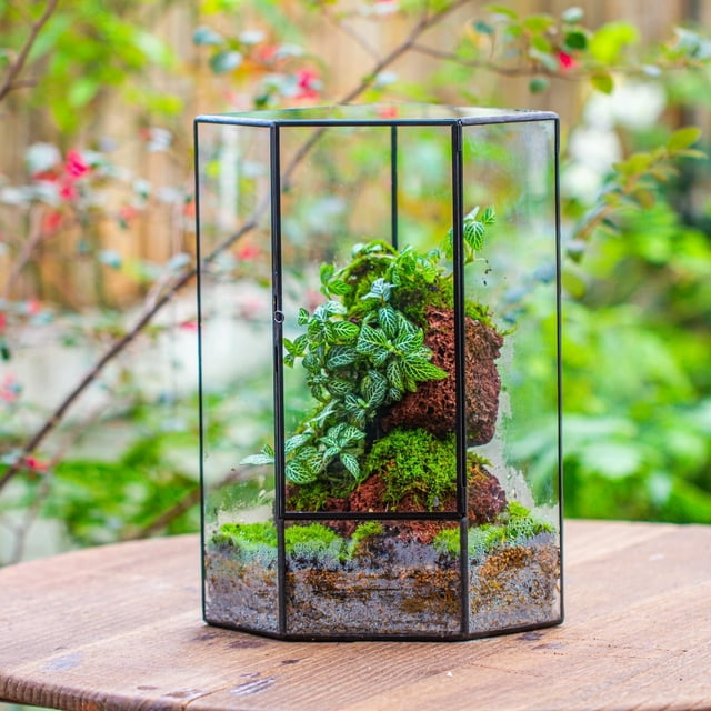 NCYP Geometric Large Glass Terrarium with Door, for Plants, Moss Wall Landscapes 6.1" x 6.1" x 11.8" (Terrarium Only)