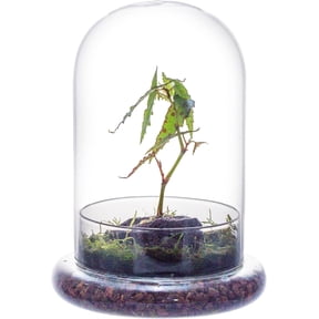 NCYP Glass Cloche Dome with Air Hole and Base, 5.9 x 5.9 x 8.2 Inches, Clear Terrarium Planter fo Plants, Tabletop Decoration (No Plants)