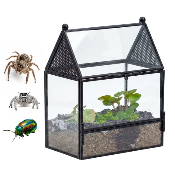 NCYP House Shape Glass Spider Enclosure, 5.8" x 3.8" x 6.8" Front Opening Insect Terrarium with Side Mesh Vents, Habitat for Jumping Spiders, Small Spiders and Small Mantis, Black (No Plants)