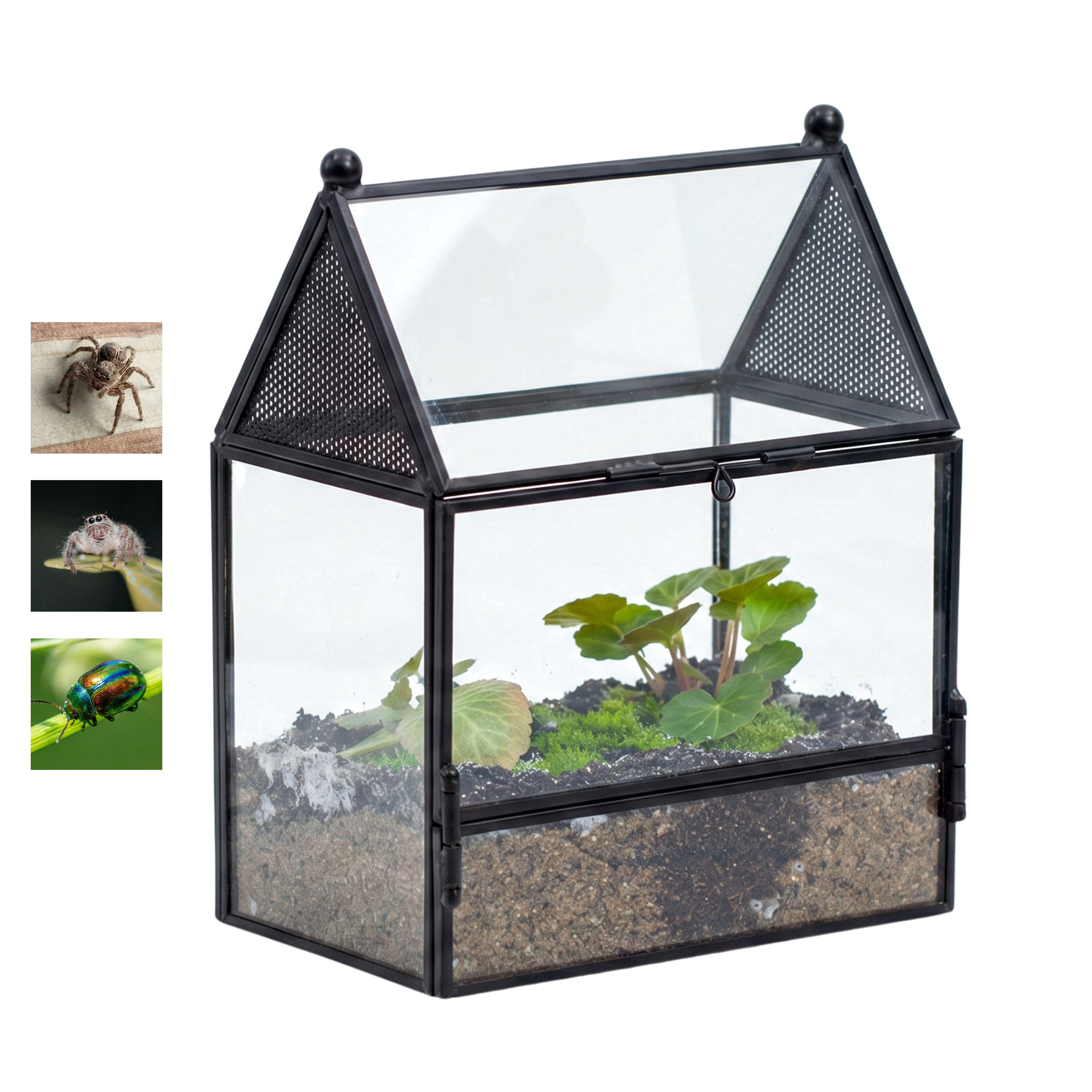 NCYP Glass Enclosure with Vent Holes for Insect, Spiders - 5.8'' x 3.8'' x 6.8'', Small Closed Front Opening Door Succulent Terarium - House Shape Habitat, Home Decor Black (No Plants)