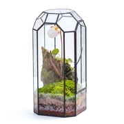 NCYP Tall Glass Terrarium with Door, 5.5" x 5.5" x 12.8" Slim Geometric Plant Terrarium for Mini Orchids, Moss, Ferns and Humidity-Loving Plants, Vintage Indoor Planter Terrarium Only