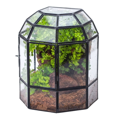 NCYP Half Dome Glass Terrarium with Door, 6.6" x 4.7" x 8" Geometric Closed Plant Terrarium for Moss, Ferns and Small Tropical Plants, Indoor Tabletop Decor, Black (Terrarium Only)