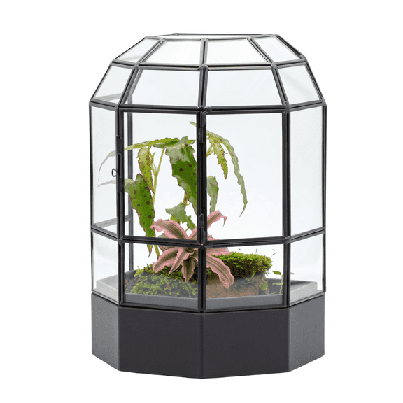 NCYP Half Dome Glass Terrarium with Detachable Cover, 10'' tall with Watertight Base and Top Door for Venus Flytrap, Moss, Small Plants and Branch Décor(Terrarium Only)