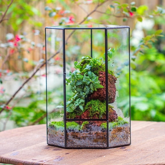 NCYP Large Geometric Glass Terrarium with Front Door, 6.1" x 6.1" x 11.8" Corner Plant Terrarium for Moss Wall, Ferns and Small Tropical Plants (Terrarium Only)