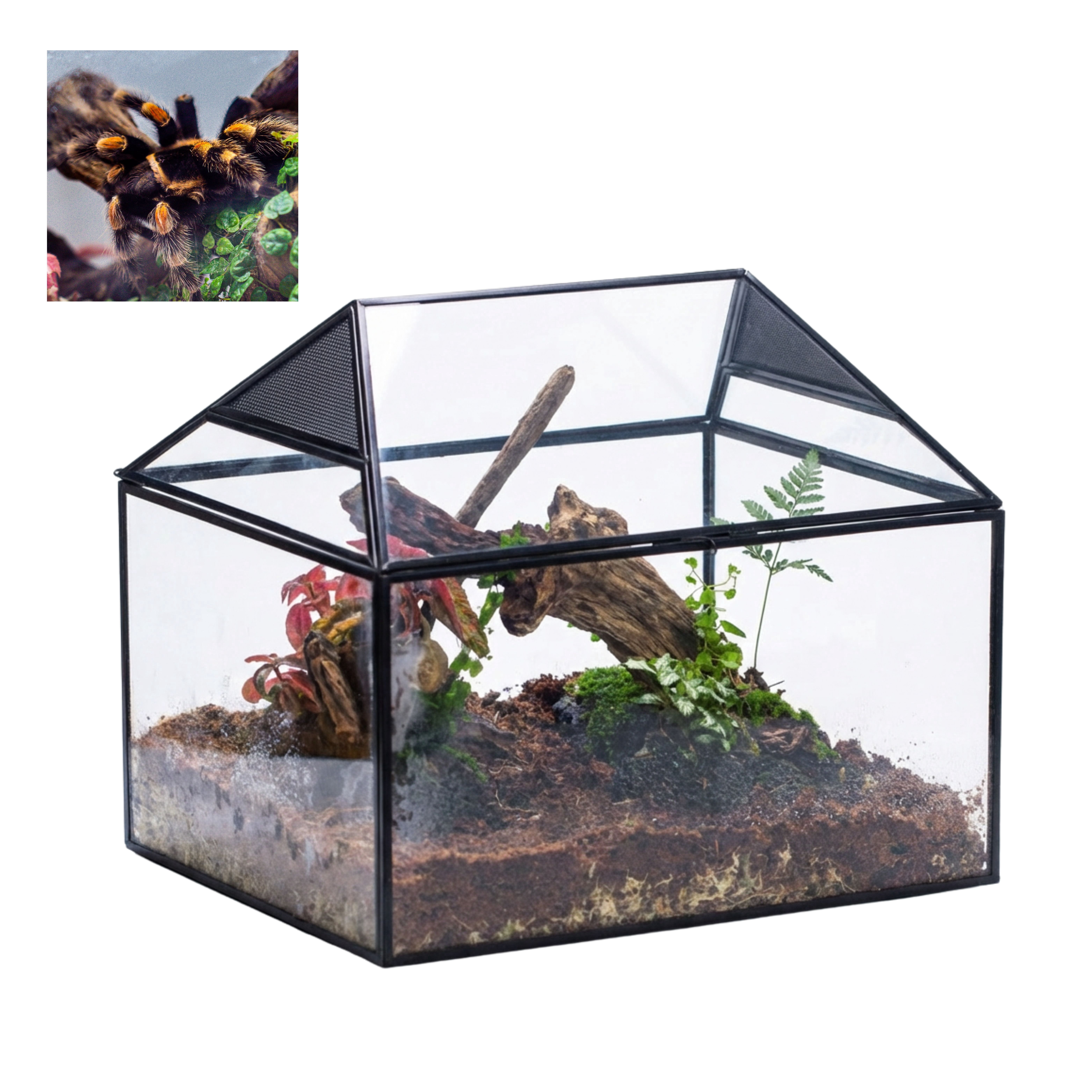 NCYP Insect Terrarium Enclosure, 14x12x12 inches, with Swing Lid ...