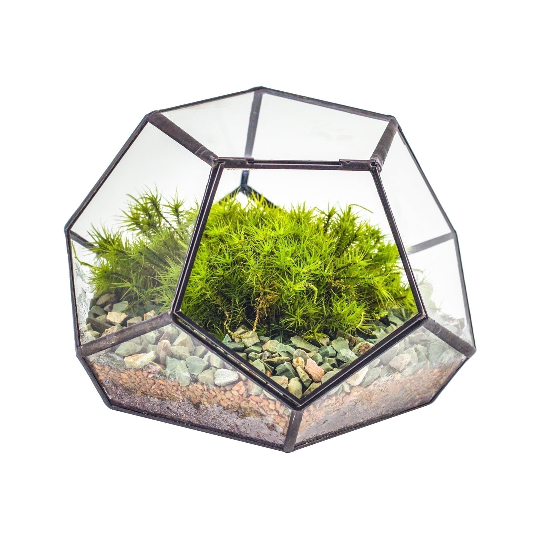 NCYP Mini Glass Close Terrarium, Planter with Lid, for Cactus, Succulents, Moss,