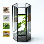 NCYP Mini Hexagon Shaped Enclosure Terrarium with Mesh, 4.1x3.6x7.8 inches Tabletop Jumping Spider, Small Insect Habitat, Vertical Placed Terrarium Only