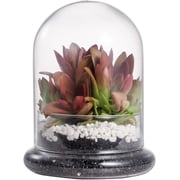 NCYP Small Clear Decorative Glass Terrarium Cloche with Air Hole - 4.7 x 4.7 x 6.3 Inches Glass Dome with Base for Miniature Succulents - Display Storage No Plants Included