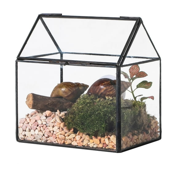 NCYP Small Glass Terrarium with Lid and Mesh Vents, for Garden Plants, Succulents, Snails