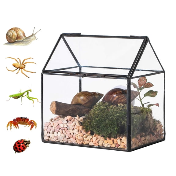 NCYP Small Glass Terrarium with Lid and Mesh Vents, for Garden Plants, Succulents, Snails