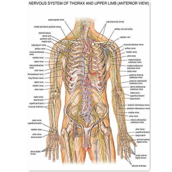 NERVOUS SYSTEM OF THORAX AND UPPER LIMB Human Anatomy Posters & Prints Wall Chart - Medical Teaching Canvas Painting Hospital Classroom Home Wall Art Decor Sticker,16x12 inch (40x30cm)