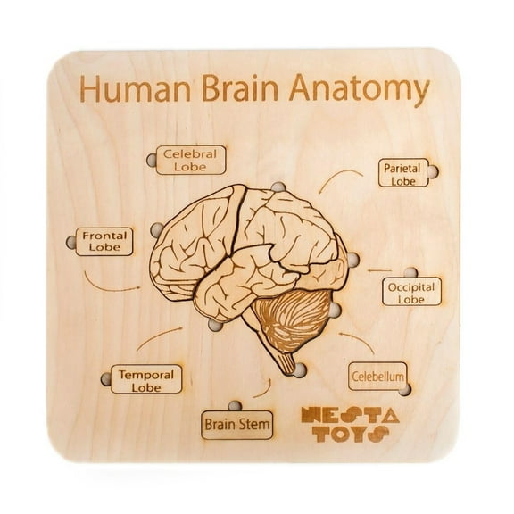 NESTA TOYS Human Brain Anatomy Puzzle (13 Pcs) | DIY Coloring Activity