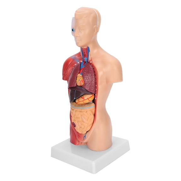 NFTIGB 11.42 inches / 29 cm Human Torso Model Detachable Internal Organs Teaching Anatomical Assembly Model