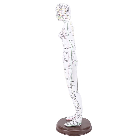 NFTIGB 52cm Female Acupuncture Model Human Body Acupoint Display with Base for Student Teaching Demonstration, Professional Medical Training Manikin 20.5 inches
