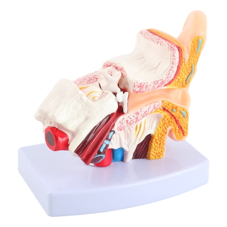 NFTIGB Ear Model Anatomy 1.5:1 Magnified Scientific Professional Simulation Small Human Anatomy Model, 5.12 inches / 13 cm, Educational Science Kit for Teaching and Learning, 3D Realistic Display