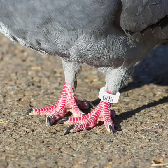 NIAIZEK 100Pcs Bands Bird Foot PP for Small Birds and