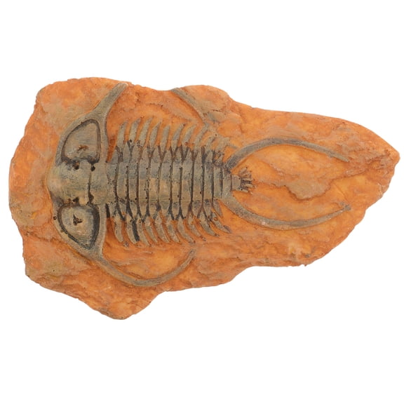 NIAIZEK Insect Specimen Combination Resin Teaching Decoration Multi 1Set