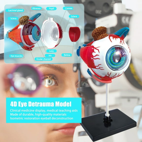 NIBOLOG Human Eye Anatomical Model - Detachable Accurate Eye Ball Display Model