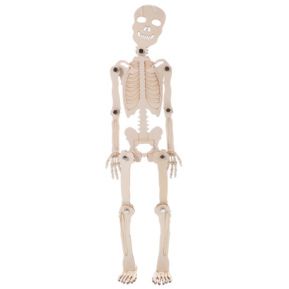 NICEXMAS 1 Set Skeleton Model Human Anatomy Models Wood for Learning ...