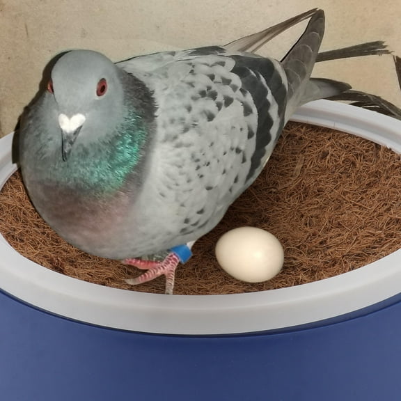 NICEXMAS 2 Sets Pigeon Nest Bowls Nesting Material Plastic Basin Accessory