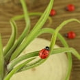 thumbnail image 1 of NICEXMAS 200Pcs Red Ladybird Decor Figurines for Home Office Car Plant Decoration, 1 of 8