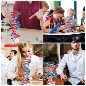 NICEXMAS 3-Piece Double Helix DNA Model Kit for Molecular Biology Education, Science Learning Tool for Home and School Use