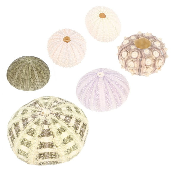 NICEXMAS 6 Pcs Sea Urchin Decor Shell Conch Fish Tank Decor 6.00X6.00X4.00CM
