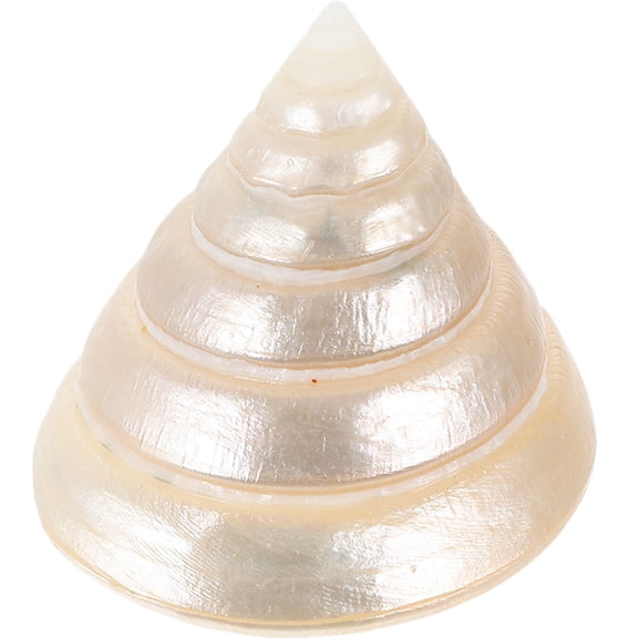 NICEXMAS Diy Conch Decor Decorative Conch Decoration Shell 1Pack Home Decor